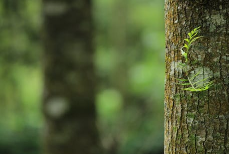 景觀(guān)工程的概念是什么,都包括了什么？